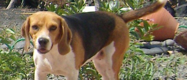 Los dos perros desaparecidos entre Las Cabreras y Tahíche ya han sido encontrados