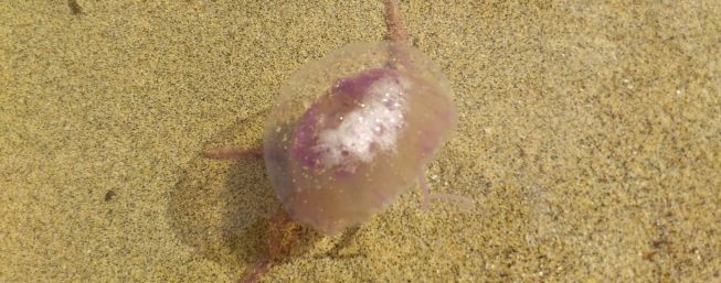 La playa de atrás de Órzola vuelve a llenarse de medusas y el alcalde de Haría quiere un informe sobre los motivos de esta plaga