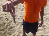 El Ayuntamiento de Tías iza la bandera roja en Playa Chica por la plaga de medusas