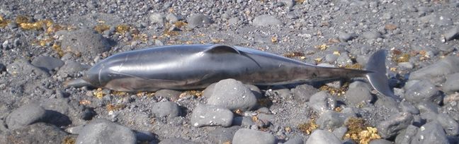 Aparece un delfín muerto en la playa del Janubio