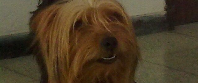 Se busca a Kiro, un yorkshire que se perdió en las inmediaciones del Gran Hotel de Arrecife