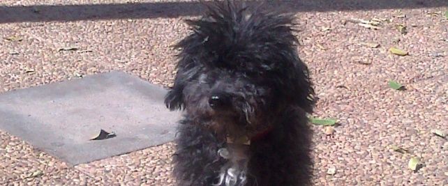 Lolo, el perro atropellado cerca de Correos, regresa a casa gracias a La Voz y a la solidaridad de una vecina de la isla