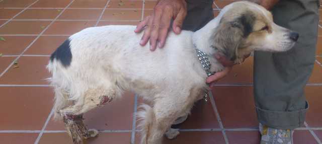 Protección Civil busca al dueño de una perra que encontraron abandonada cerca de Uga