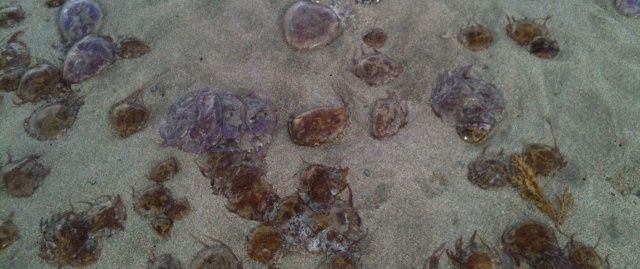 Famara sigue cerrada al baño aunque está disminuyendo la plaga de medusas