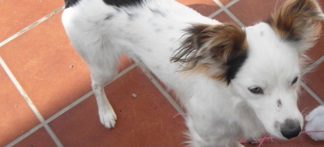 Buscan a Rocky, un perro de 2 años que podría estar en la zona de Papagayo