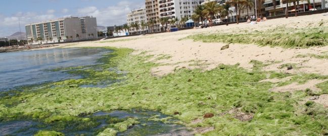 La playa de El Reducto, plagada de algas de un color verde intenso