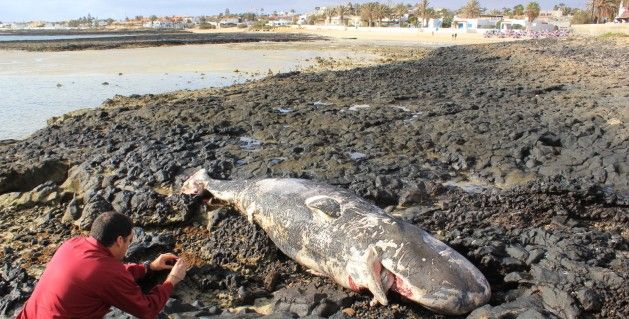 Aparece en Corralejo el cadáver de un cachalote de 4,5 metros de largo, que llevaba varios días muerto y a la deriva entre Lobos y Lanzarote