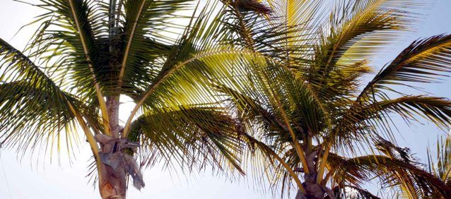 Un hombre se queja de la imagen de dejadez y desidia que dan las palmeras abandonadas de la isla
