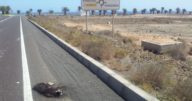Un gato muerto lleva más de 10 días en el arcén de una carretera entre el aeropuerto y Puerto del Carmen
