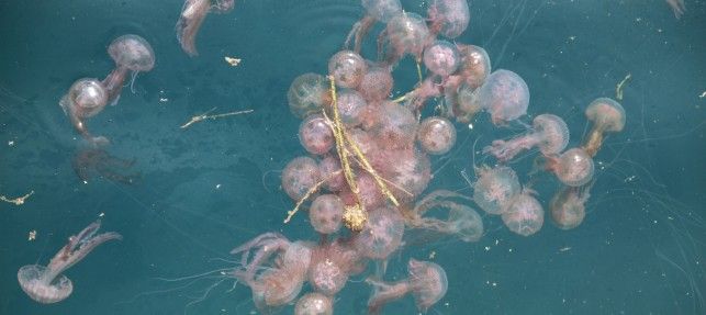 Tías reclama al Consorcio de Emergencias una reunión para adoptar medidas que palíen el "grave problema" de las medusas