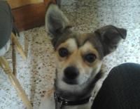 Tao, el perro desaparecido en Famara, ya ha vuelto a casa