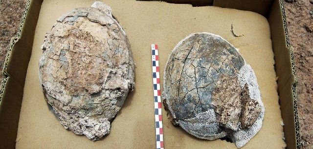 Hallan dos nuevos huevos fósiles de aves gigantes en los yacimientos de Órzola, que alimentan el enigma sobre el origen de las islas