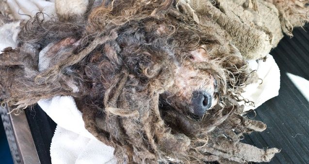 Un grupo de romeros encontró en medio de la carretera a un perro abandonado, con infecciones y parásitos por todo el cuerpo