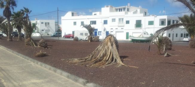 Las palmeras de Famara se están dejando morir
