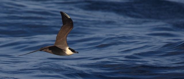 BirdLife pedirá que el Banco de la Concepción, situado al norte de Lanzarote, sea declarado Zona Especial de Protección para las Aves