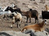 El PP majorero denuncia que los problemas en el matadero de Fuerteventura obligan a enviar a los animales a Lanzarote para su sacrificio