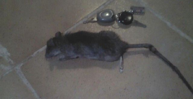 The streets of Arrecife, "covered in rats and excrement"