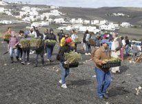Un centenar de voluntarios repobló la antigua rofera de El Lomo de San Andrés con 1.500 ejemplares autóctonos