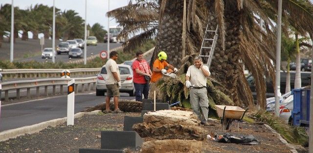 Environment authorized the removal of 13 palm trees in the vicinity of Deiland "due to the serious danger of collapse"