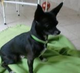 Busca al propietario de un chihuahua que encontró perdido en Arrecife