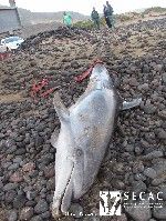 Un delfín mular apareció varado a la playa de Famara pero murió media hora después al encontrarse enfermo