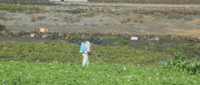 El Cabildo ya tramita las subvenciones al sector primario, que incluyen ayudas a los jóvenes para que tomen el relevo en el campo