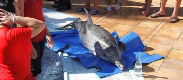 Triste final en un hotel de Puerto del Carmen: fallece el delfín que había sido rescatado de unas rocas