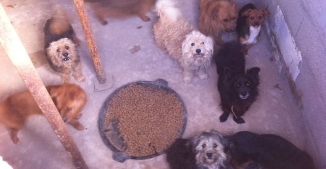 Los animales que vivían hacinados y en condiciones "insalubres" con la familia detenida en Tinajo desbordan la perrera