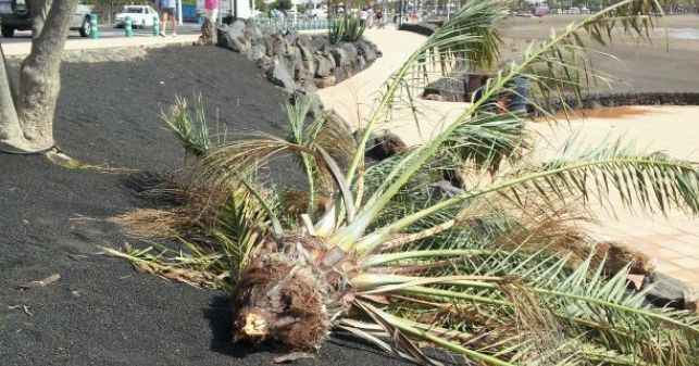 La fuerza del viento arranca una palmera de gran porte en Puerto del Carmen