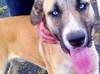 El Ayuntamiento quiere convertir la perrera de Teguise en un "albergue de mascotas"