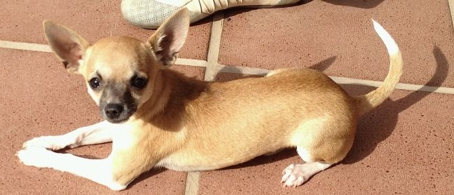 Buscan a un chihuahua desaparecido en La Concha