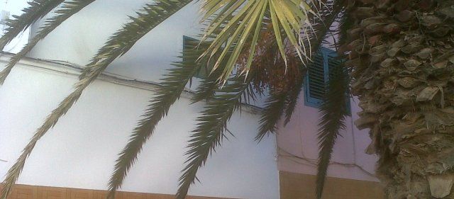 Los vecinos de Titerroy se quejan de que las palmeras no dejan descansar a los vecinos porque sus hojas chocan contra las ventanas