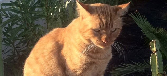 Busca a su gato Olli, que se perdió en marzo en Puerto del Carmen