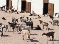 Las primeras cabras abandonan el pueblo de Soo y empiezan a ocupar los  nuevos corrales