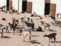The first goats leave the village of Soo and begin to occupy the new corrals