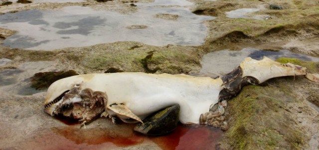 Aparece un cetáceo muerto y con mordeduras de tiburones en la playa de San Juan