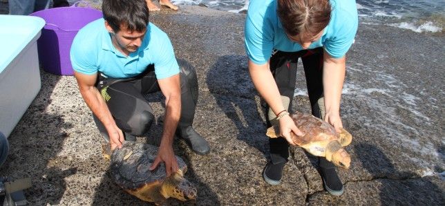 Dos ejemplares de tortuga vuelven al mar tras ser recuperadas y tratadas en Costa Teguise