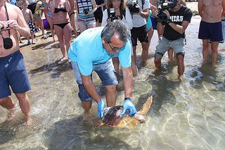 Dos tortugas marinas recuperadas de diversos  daños han sido puestas en libertad