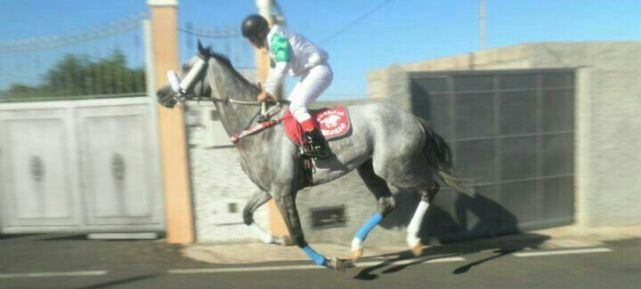 Marcial Seidán intentará ganar con el caballo Míster Quillo en Tenerife para dedicarle la victoria al fallecido Rayco Lemes