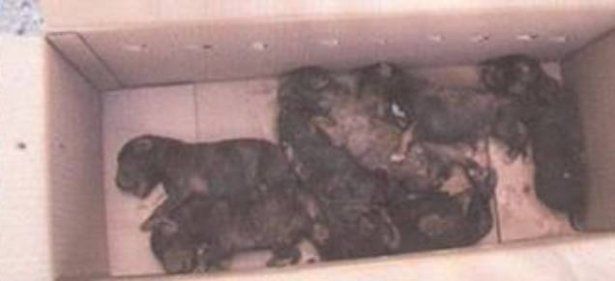 Fallecen otros dos cachorros que fueron enterrados vivos en Tinajo