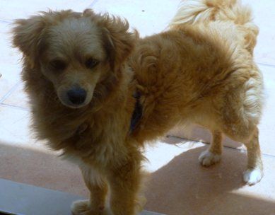Busca a su perro "Chicho", desaparecido este martes en Playa Blanca