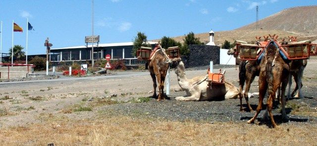 El Juzgado absuelve al dueño de Lanzarote a Caballo y sostiene que Yaiza no autorizó los paseos en camello "por intereses económicos"