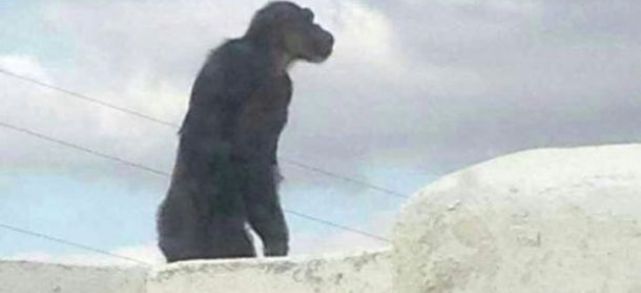 El Seprona investigará la situación del chimpancé que se escapó en Mácher, después de que los dueños "no aportaran documentación" sobre el animal