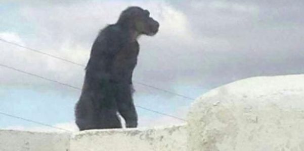 La situación del chimpancé de Mácher fue denunciada hace 12 años, pero no se hizo nada
