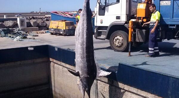 Un marlín de 300 kilos aparece muerto en Papagayo