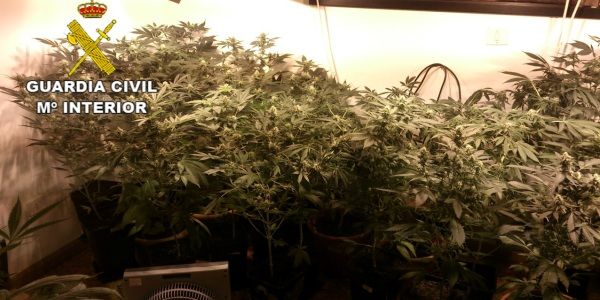 Detenido un hombre en Puerto del Carmen con un cultivo de 65 plantas de marihuana en su casa