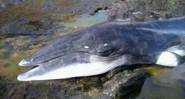Una cría de una ballena aparece muerta en Montaña Amarilla en La Graciosa