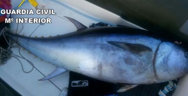 La Guardia Civil denuncia a tres personas por la pesca ilegal de un atún rojo en Arrieta