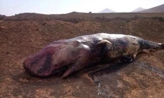 Los jóvenes del PP denuncian el abandono de un cetáceo en descomposición en un solar de Arrecife
