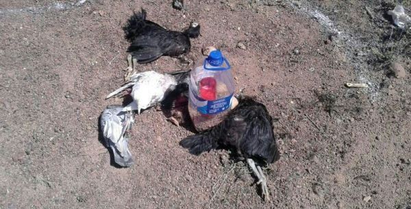 Investigan la aparición de varias aves muertas en posibles actos rituales en la montaña de Tahíche